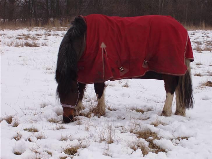 Anden særlig race Pegasus *SOLGT* billede 8