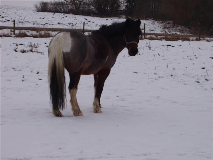 Anden særlig race Pegasus *SOLGT* billede 9