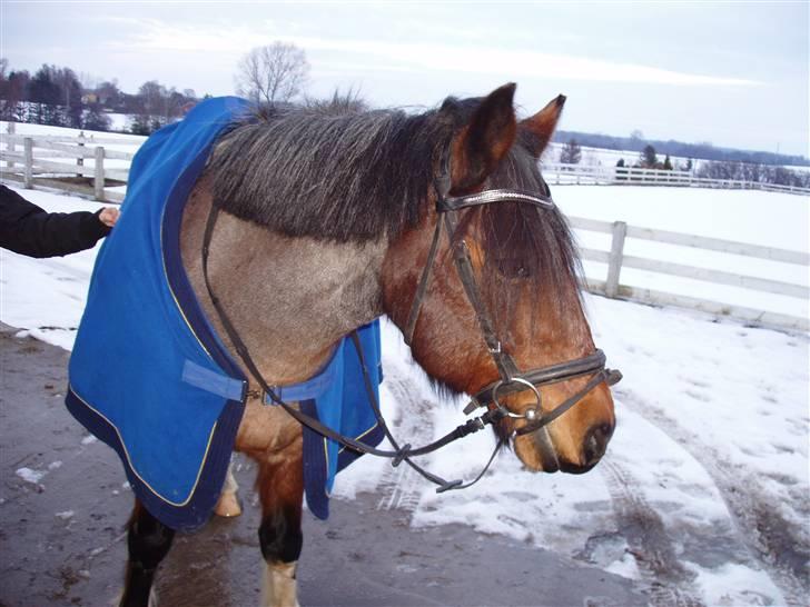 Anden særlig race Pegasus *SOLGT* billede 10