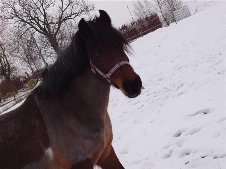 Anden særlig race Pegasus *SOLGT* billede 11