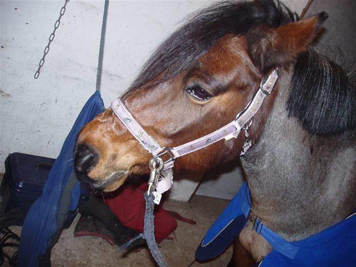 Anden særlig race Pegasus *SOLGT* billede 12