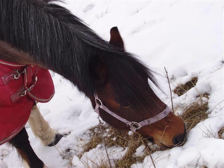 Anden særlig race Pegasus *SOLGT* billede 13
