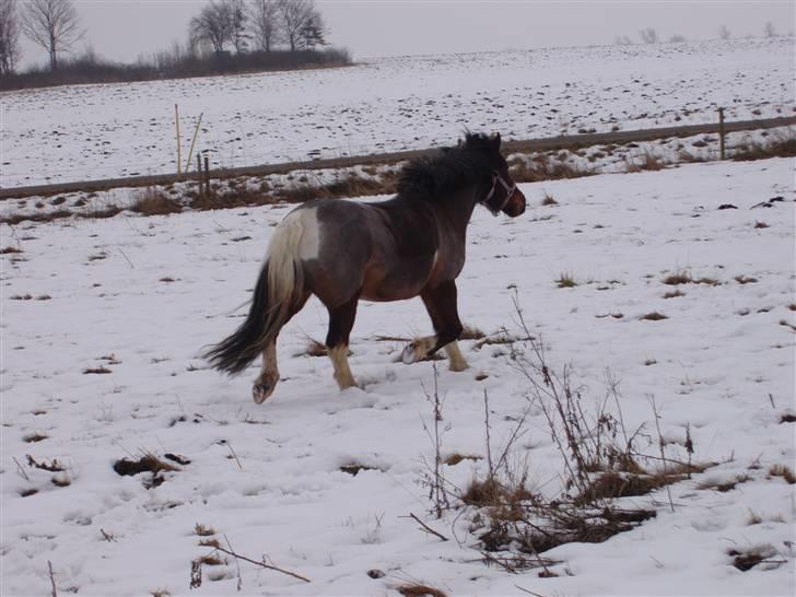 Anden særlig race Pegasus *SOLGT* billede 14