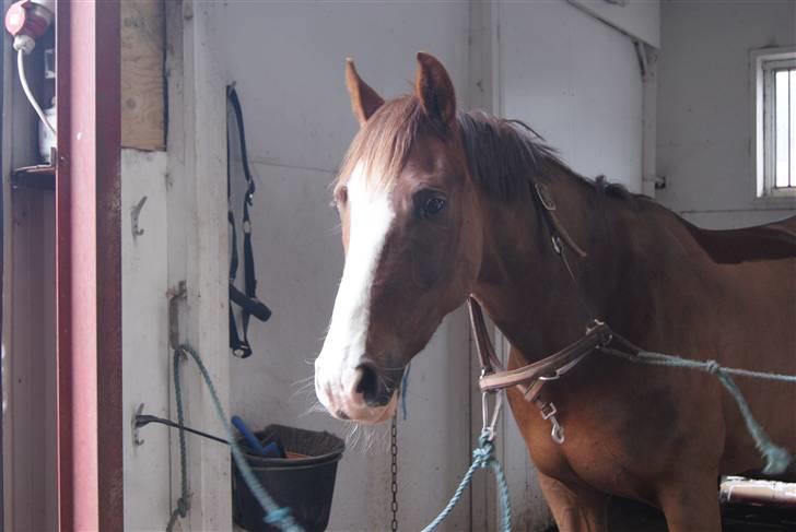 DSP Sejerø's Jackie TIDL PONY - skønheden selv <3 |FOTO Matilde Madsen| billede 13