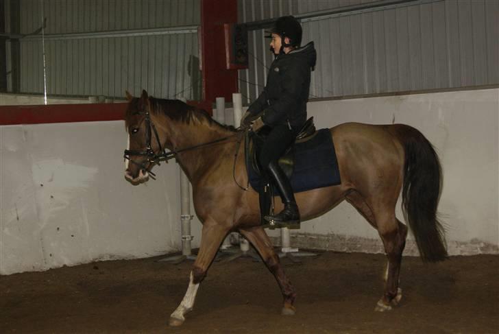 DSP Sejerø's Jackie TIDL PONY - dressur på den dejlige pony <3 |FOTO Cecilie Terp| billede 14