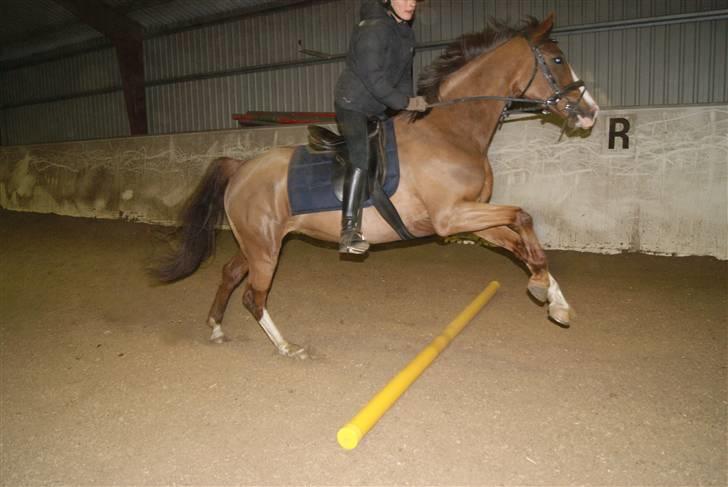 DSP Sejerø's Jackie TIDL PONY - lille bitte bom total over sprunget! ;D |FOTO Cecilie Terp| billede 15