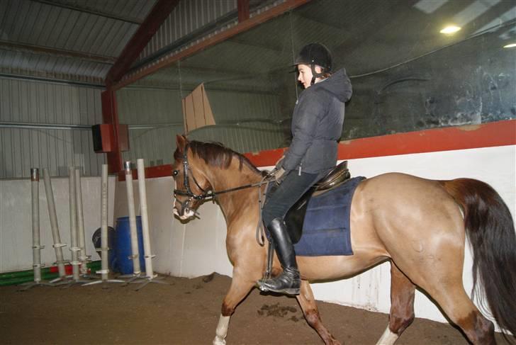 DSP Sejerø's Jackie TIDL PONY - Dressur <3 |FOTO Cecilie Terp| billede 16