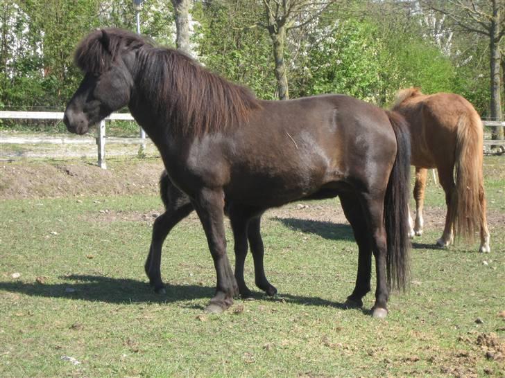 Islænder Korpa billede 1