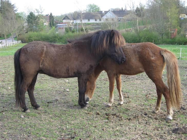 Islænder Korpa billede 2