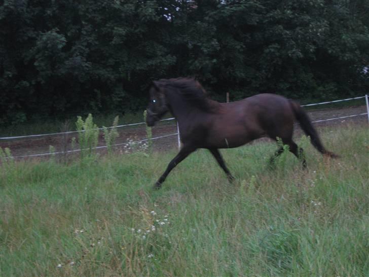 Islænder Korpa billede 3