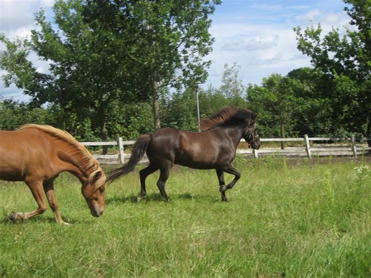 Islænder Korpa billede 4