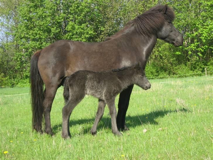 Islænder Korpa billede 5