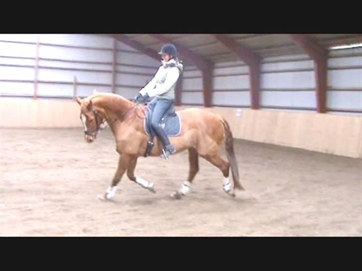 Dansk Varmblod Solbakkens Pigeon *R.I.P. billede 9