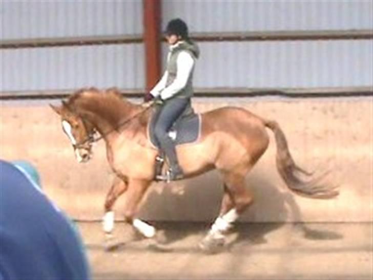 Dansk Varmblod Solbakkens Pigeon *R.I.P. billede 10