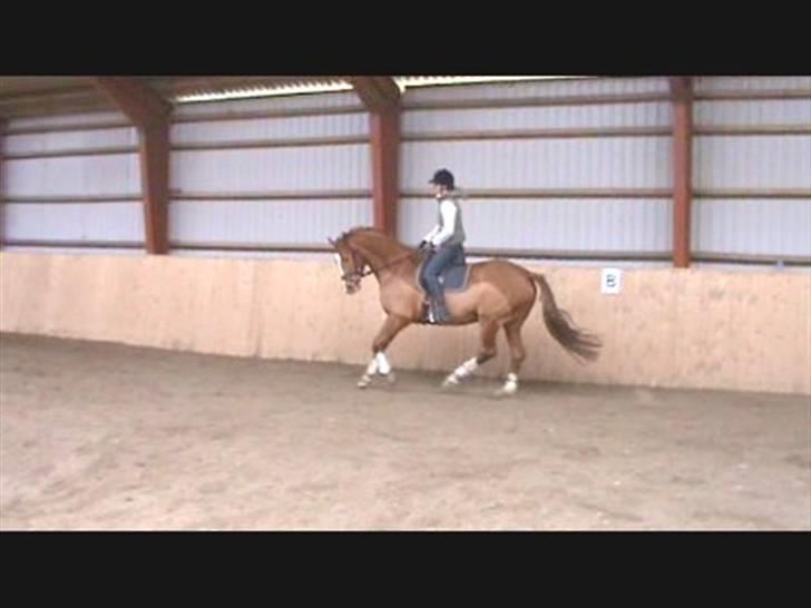 Dansk Varmblod Solbakkens Pigeon *R.I.P. billede 11