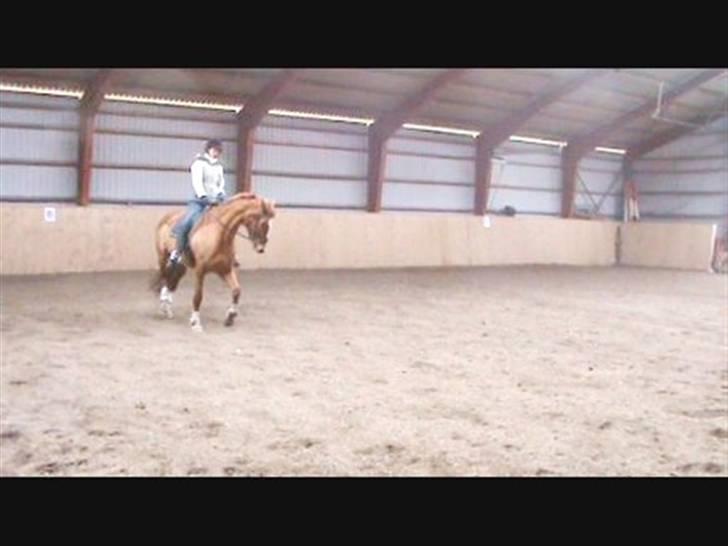 Dansk Varmblod Solbakkens Pigeon *R.I.P. billede 12