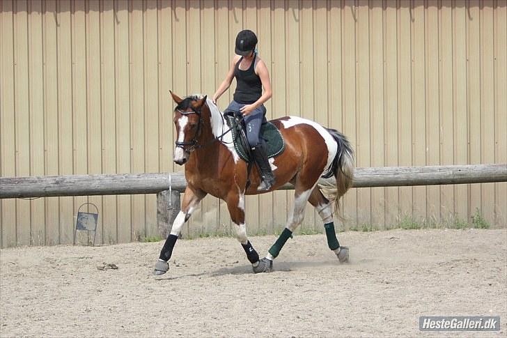 Pinto Elmegårdens Isak SOLGT - ridning d. 21.07.2010 billede 10