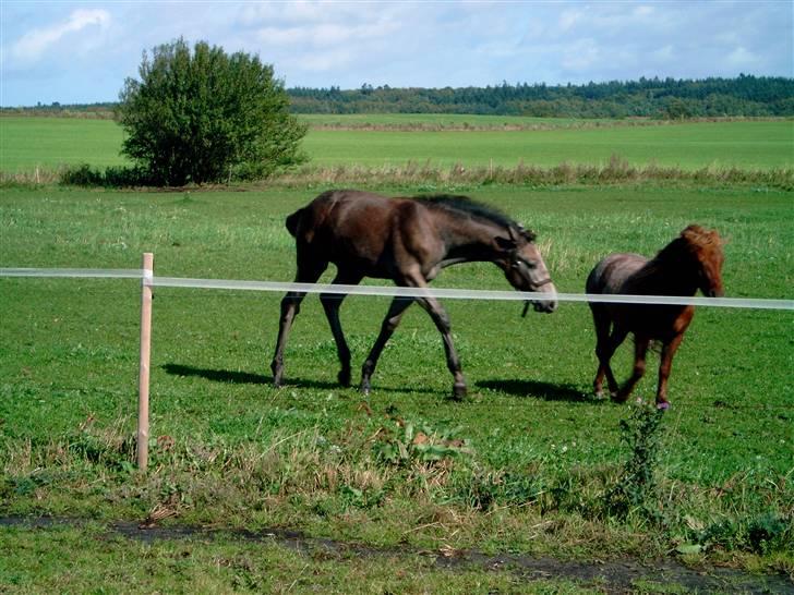 Dansk Varmblod Ørnely's Caro Z - SOLGT billede 7