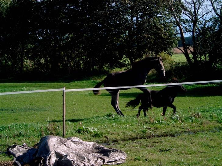 Dansk Varmblod Ørnely's Caro Z - SOLGT billede 8