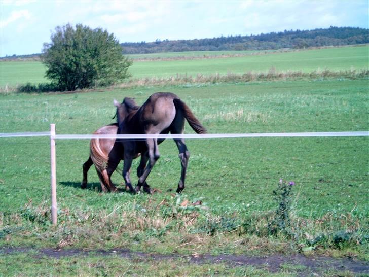 Dansk Varmblod Ørnely's Caro Z - SOLGT billede 9