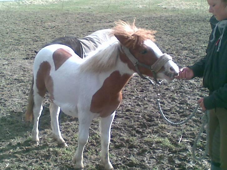 Anden særlig race Blue Eye´s billede 19