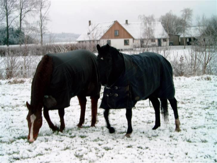Anden særlig race Dansk varmblod - Zoya billede 13