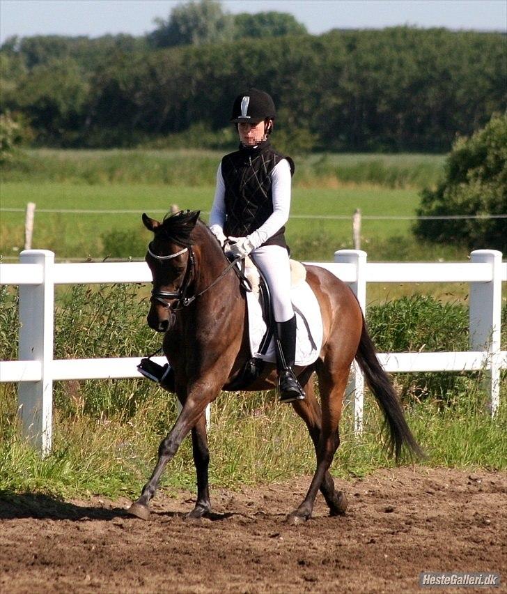 Tysk Sportspony Bonomelli (Kaldt Gonzo) - Solgt - Velkommen til Gonzos profil! ;) - Opvarmning til et af de første stævner <3 Fotograf: LGJ-Foto. billede 1