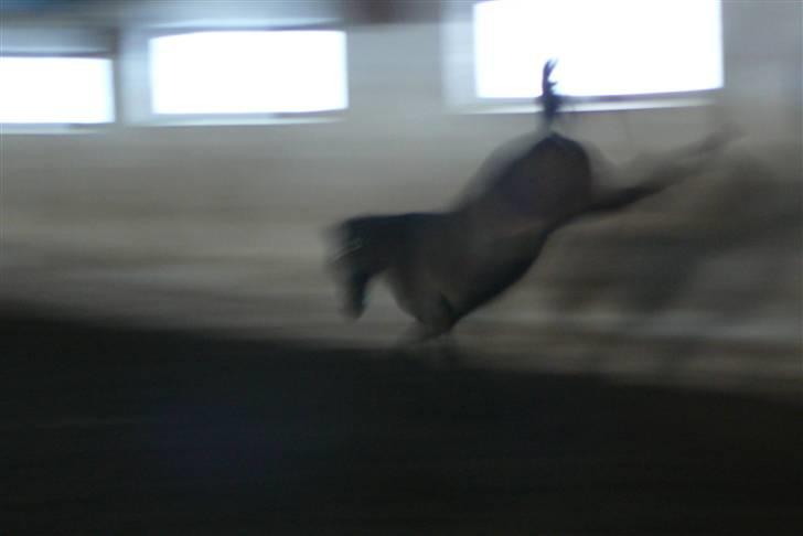 Tysk Sportspony Bonomelli (Kaldt Gonzo) - Solgt - Hygge i hallen <3 billede 2