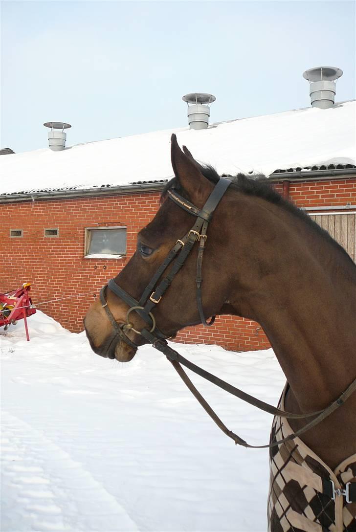Tysk Sportspony Bonomelli (Kaldt Gonzo) - Solgt - <3 billede 3