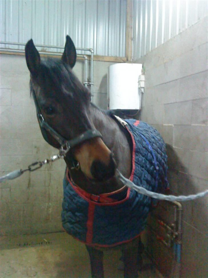 Tysk Sportspony Bonomelli (Kaldt Gonzo) - Solgt billede 4