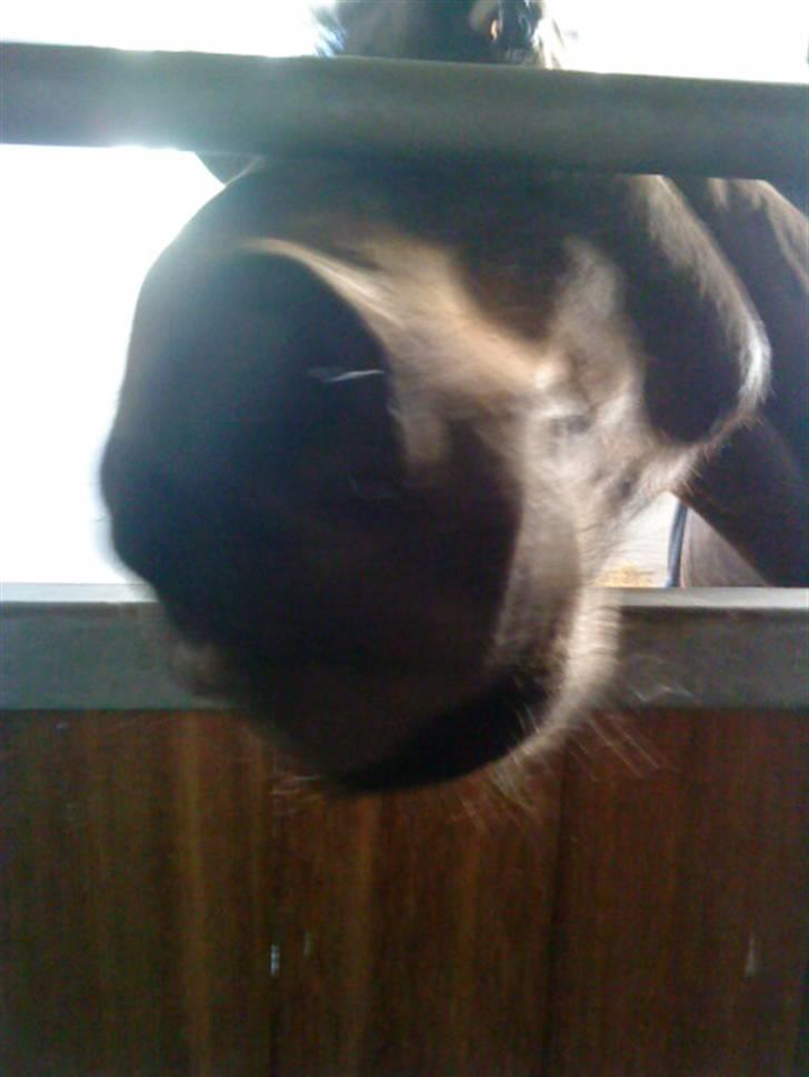 Tysk Sportspony Bonomelli (Kaldt Gonzo) - Solgt billede 5