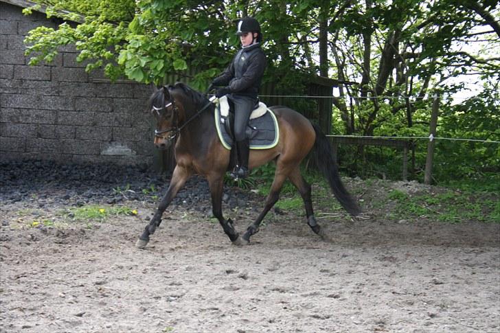 Tysk Sportspony Bonomelli (Kaldt Gonzo) - Solgt - Træning <3 Fotograf: Malene Bjørnskov. billede 6