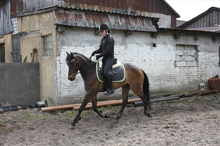 Tysk Sportspony Bonomelli (Kaldt Gonzo) - Solgt - Træning <3 Fotograf: Malene Bjørnskov. billede 7