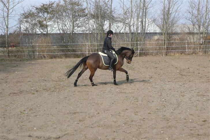 Tysk Sportspony Bonomelli (Kaldt Gonzo) - Solgt - Træning <3 billede 8