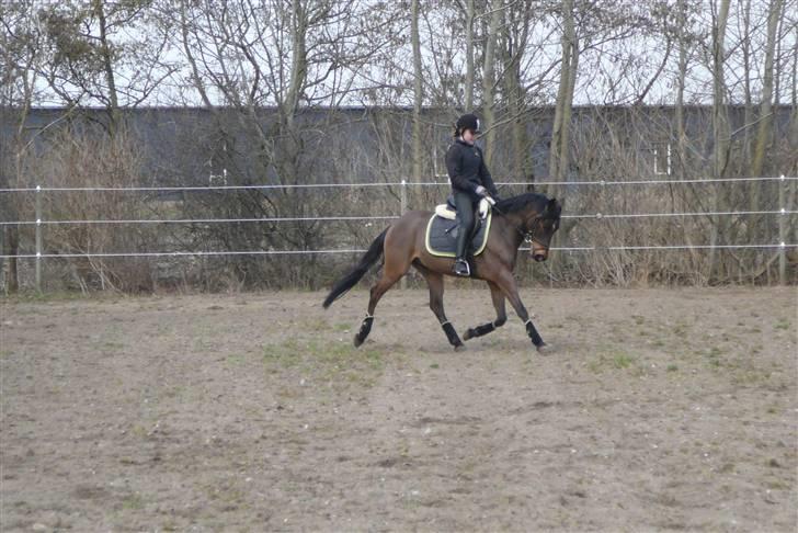Tysk Sportspony Bonomelli (Kaldt Gonzo) - Solgt - Træning <3 billede 10