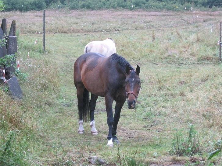 Dansk Varmblod »Gorm«  - (20) Gorm jeg vil savne dig<3    *foto Marianne* billede 20