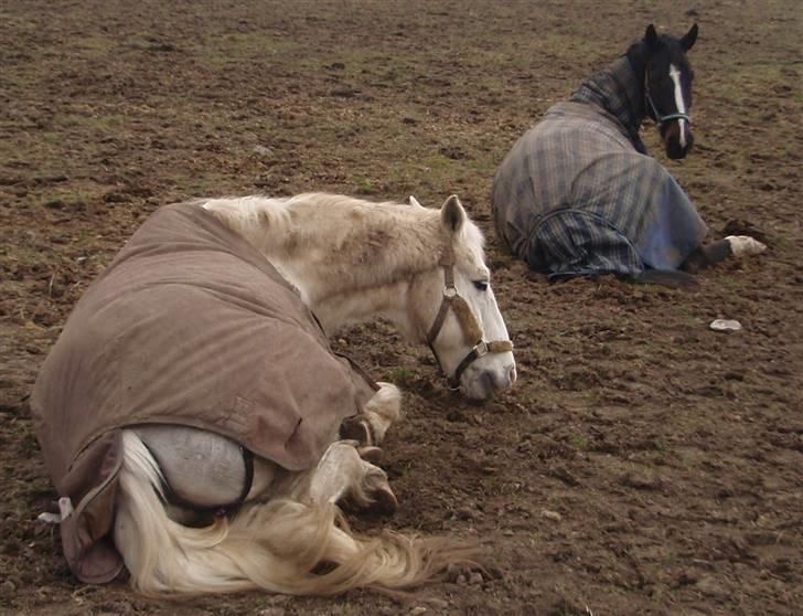 Anden særlig race Sir Bastian Tidl. hest - dato: 30/03-2010: Bastian og Laurel ligger ned.  billede 7