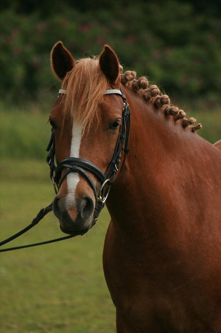 New Forest Maybe Baby - Smukke pony billede 1