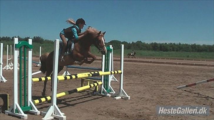 New Forest Maybe Baby - Første gang hun springer på centret billede 2