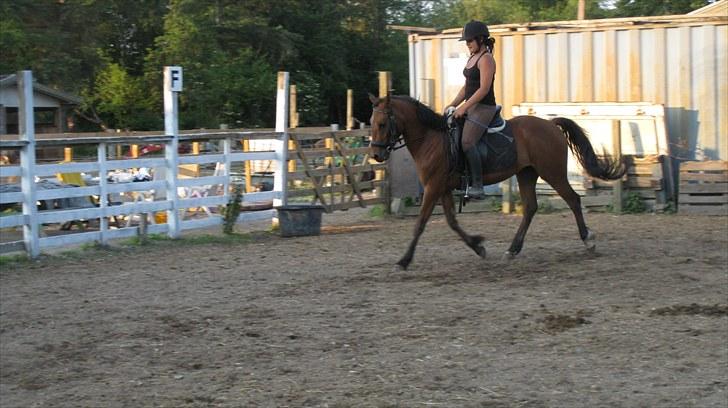 New Forest Stella - Velkommen til Stellas profil :) Hun er blevet dygtig :) billede 1