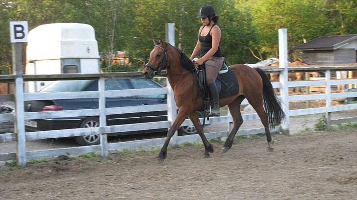 New Forest Stella - Hun er så glad for at blive redet :) billede 2