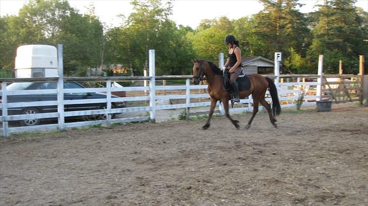 New Forest Stella - Fine pony :) billede 3