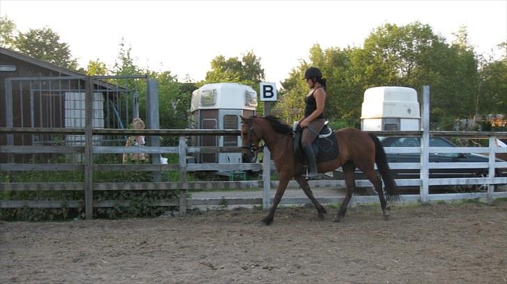 New Forest Stella - Kun redet i 2 måneder :o) billede 4