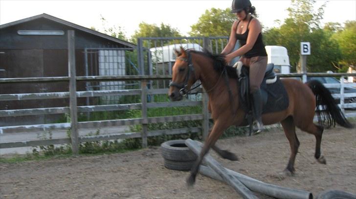 New Forest Stella - Første gang hun springer :D Så dygtig! billede 5