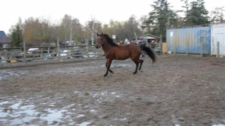 New Forest Stella - Se hendes fine trav :) billede 6