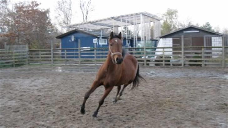 New Forest Stella - Det jo lige til en springbane! billede 7