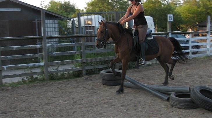 New Forest Stella - Første spring :D Så dygtig!!! billede 8