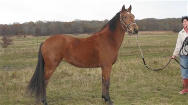 New Forest Stella - Smuk pony! billede 9