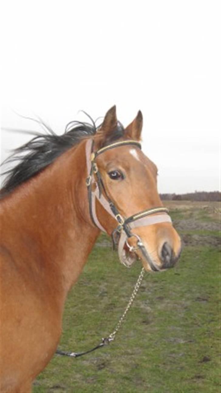 New Forest Stella - Vinden i håret og så er man da toplækker :) billede 10