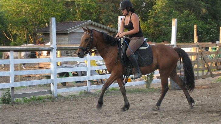 New Forest Stella - En pony så dygtig skal have masser af ros :) billede 11